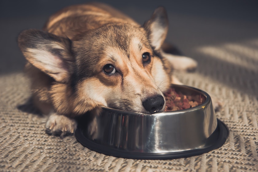 Depressionen bei Hunden erkennen und behandeln