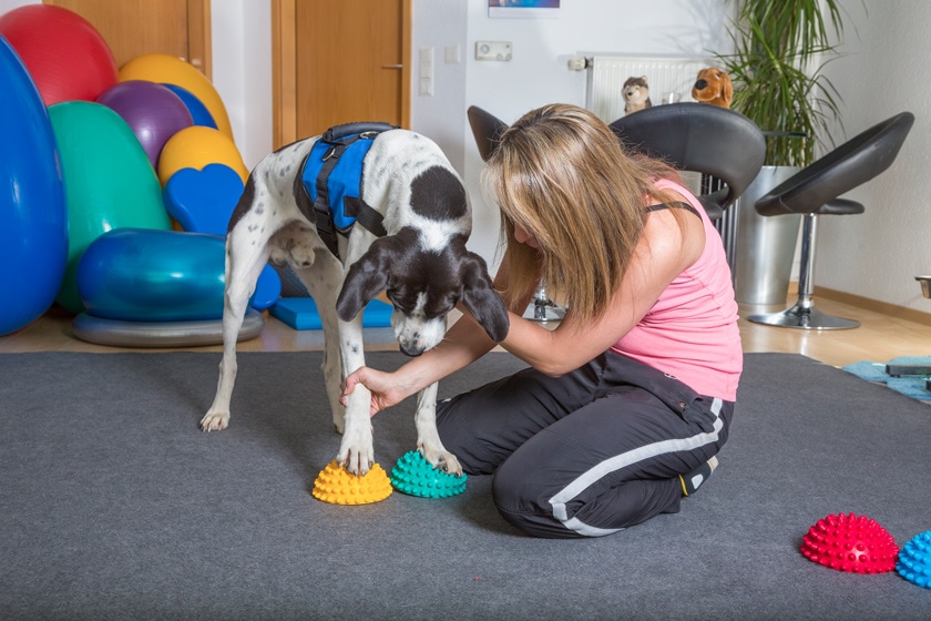 Hundephysiotherapie: Physiotherapie für Hunde