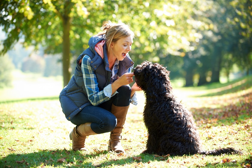 Hundepsychologie: Tipps für eine gesunde Hundeerziehung