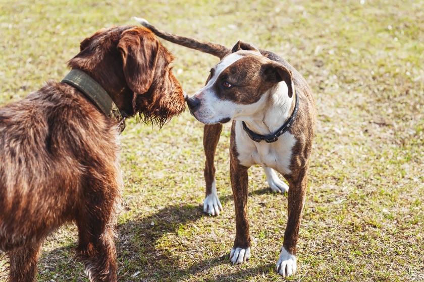 Die Sozialisierung des Hundes