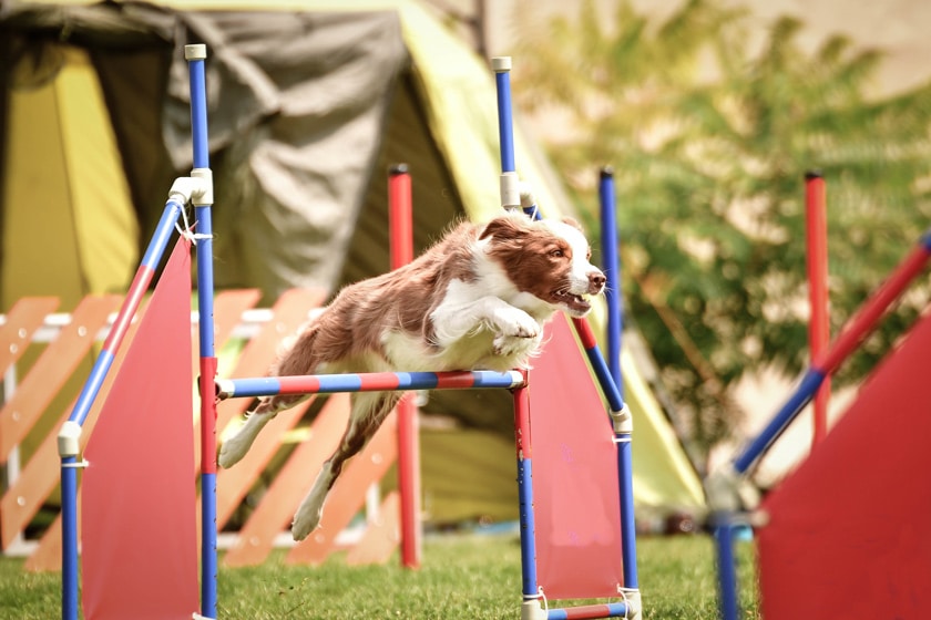 Hundesportarten: Passender Sport für den Hund