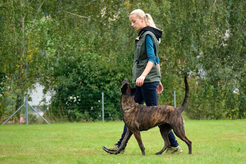 Hundetrainer-Ausbildung: Wege, Kosten und Erlaubnis nach § 11