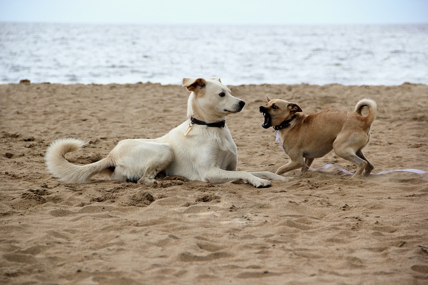 Hundeverhalten: Wissenswertes über Verhaltensweisen von Hunden