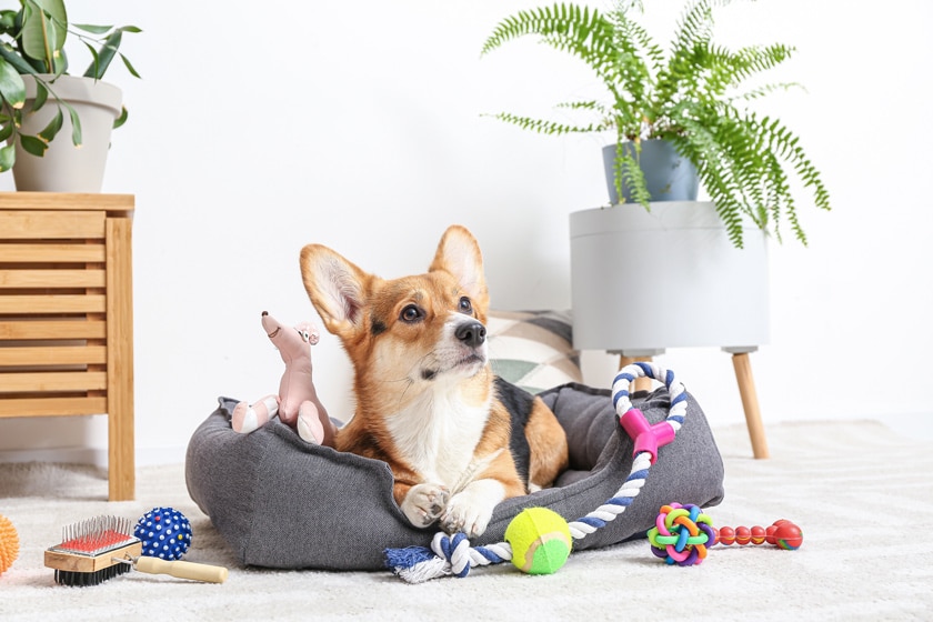 Hundezubehör & Hundebedarf im Hundeshop