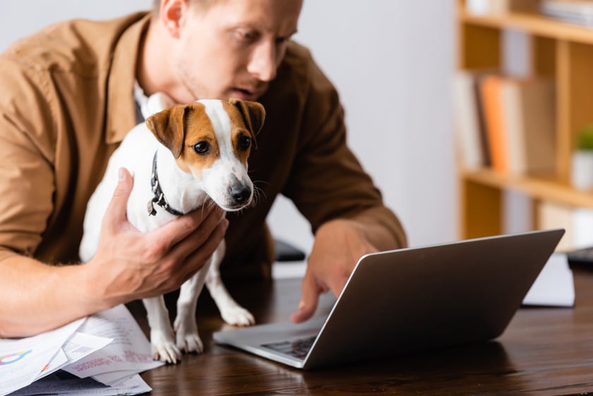 Hundeschulen: 7 wichtige Fakten zu Online-Hundeschulen