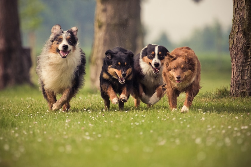 Hundenamen: Passende Namen für Hunde