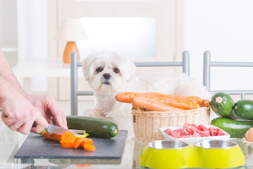 5 natürliche Hausmittel für die Genesung Ihres Hundes