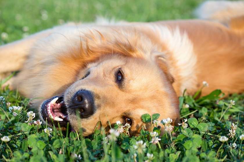 Kurse rund um die Gesundheit des Hundes - So erlangt man hilfreiches Wissen zur Hundegesundheit