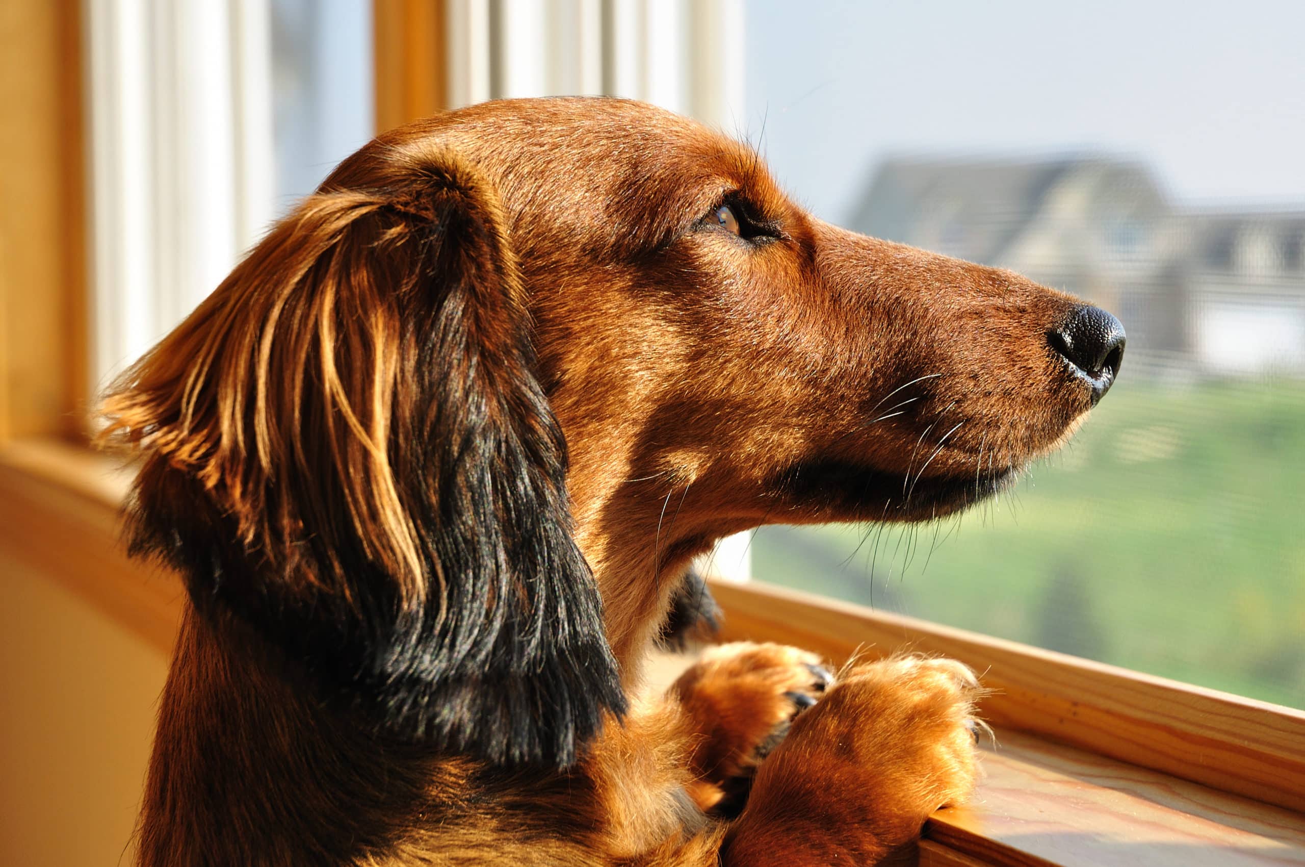 Allein bleiben-Kurs - So gelingt das Alleinbleiben beim Hund