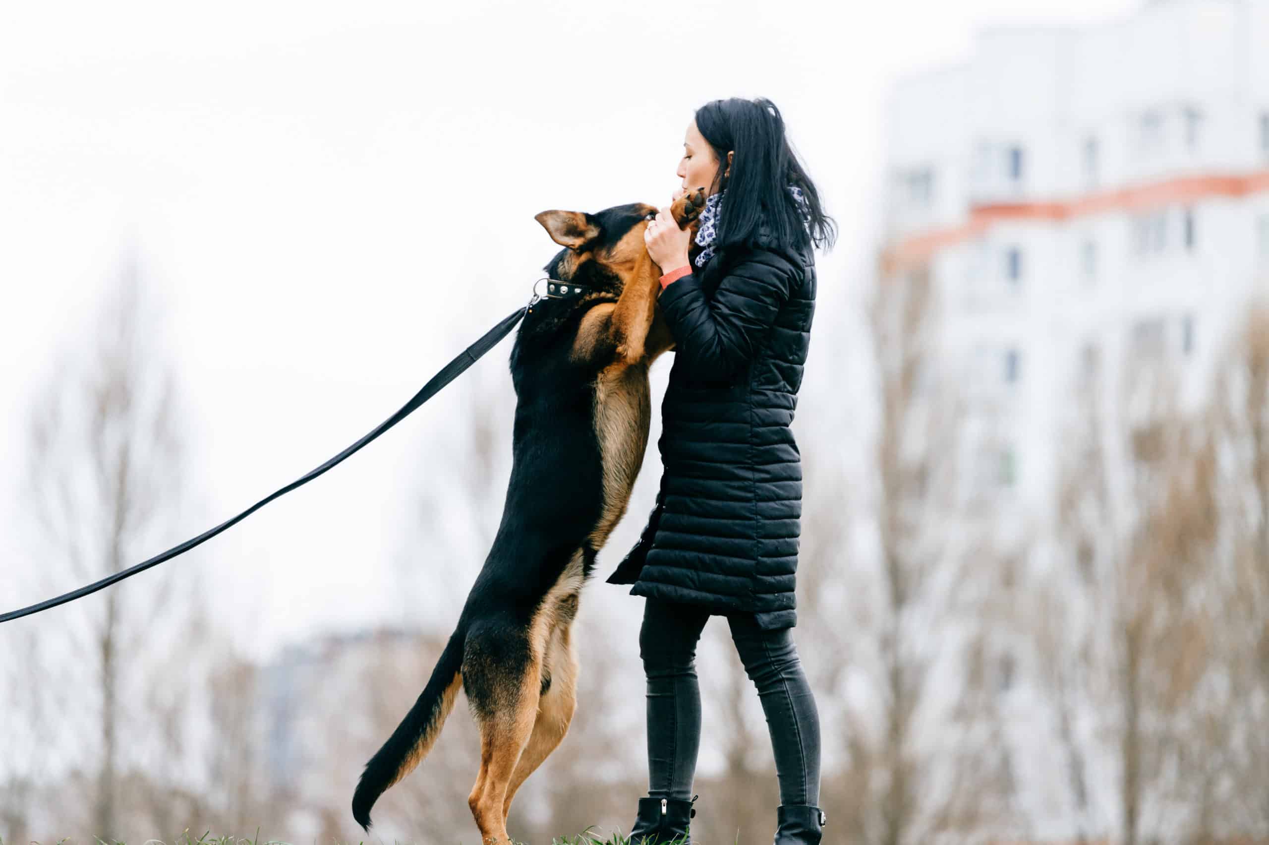 Anspringen abgewöhnen - So trainiert man das Hochspringen beim Hund ab