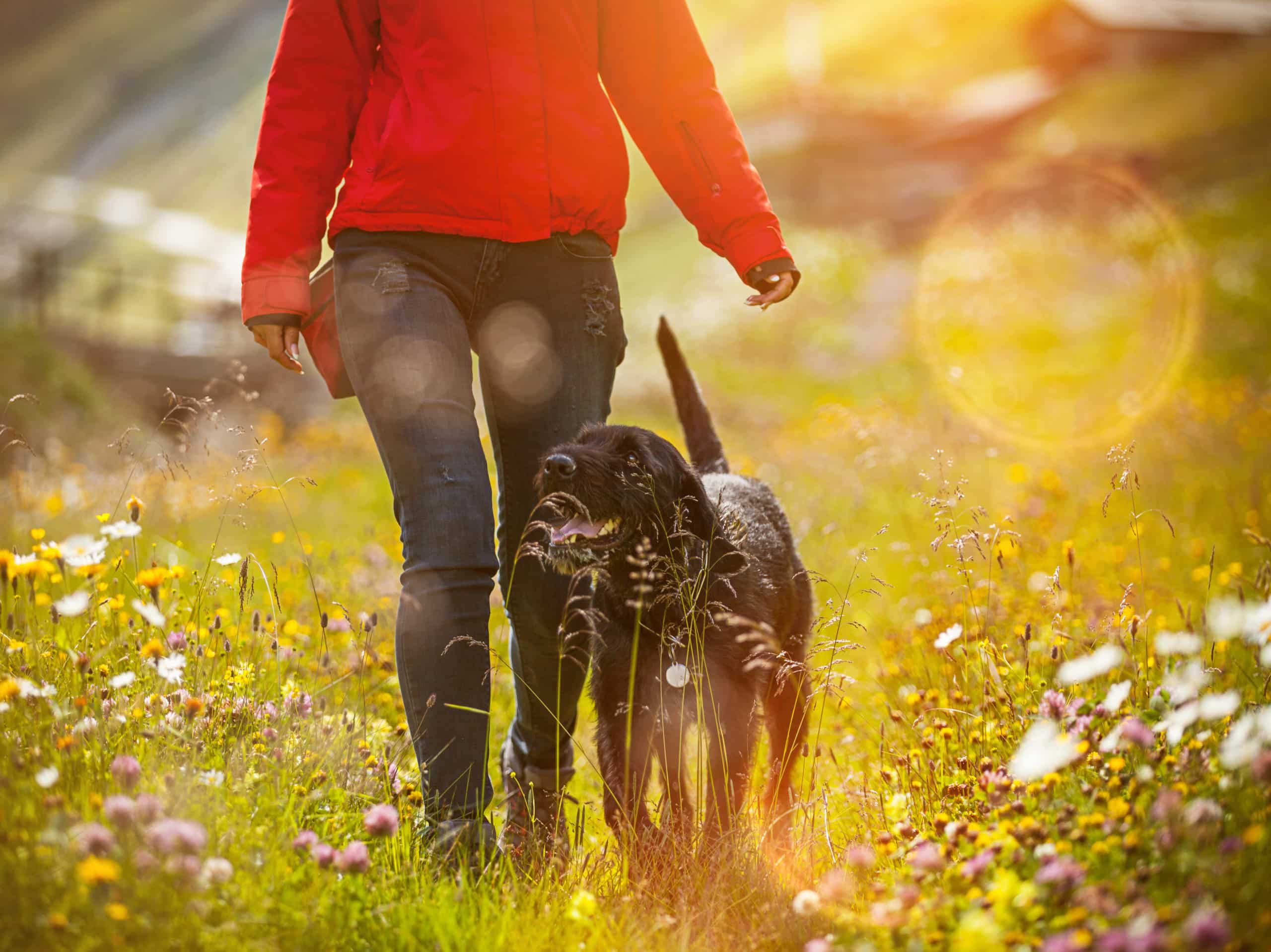 Anti-Jagd-Training - So kontrolliert man den Jagdtrieb des Hundes