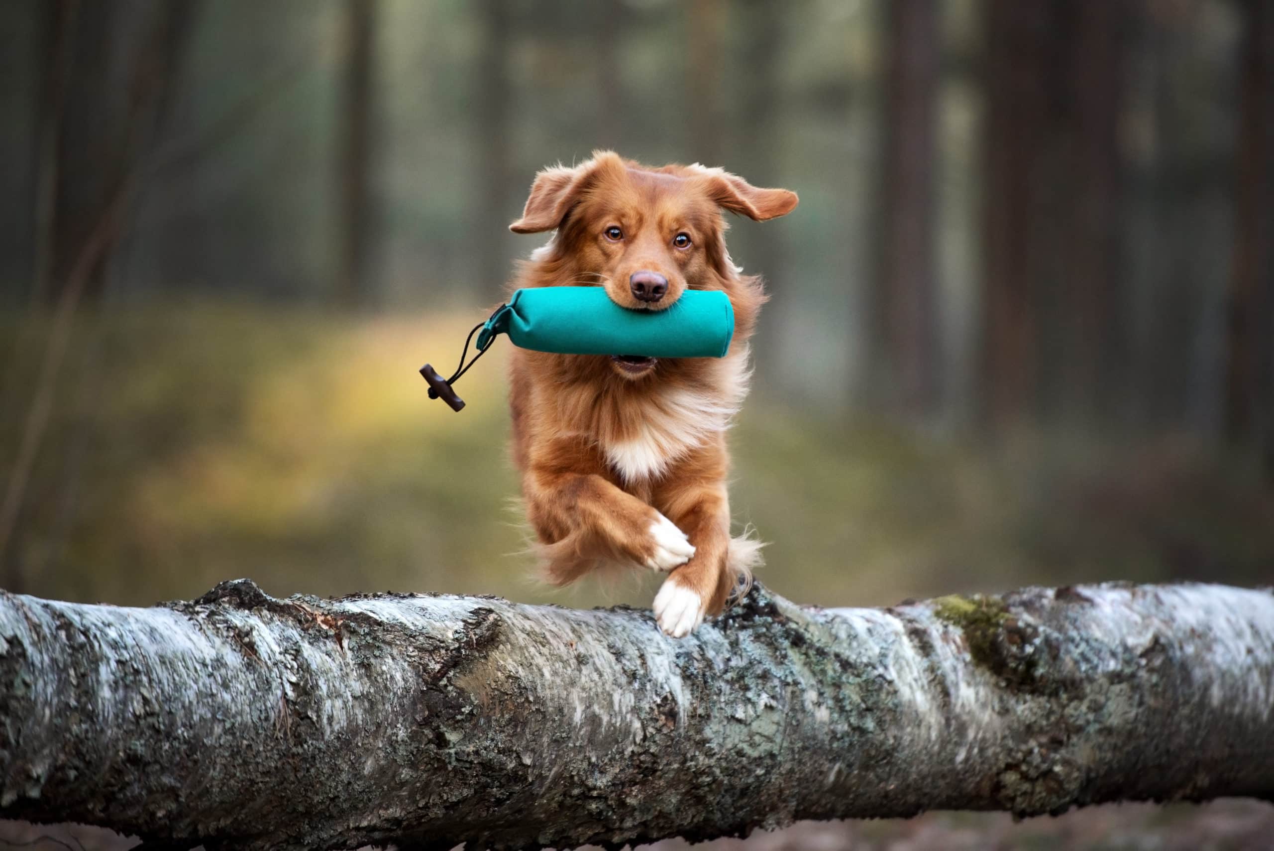 Apportier-Kurs - So lernen Hunde das Apportieren