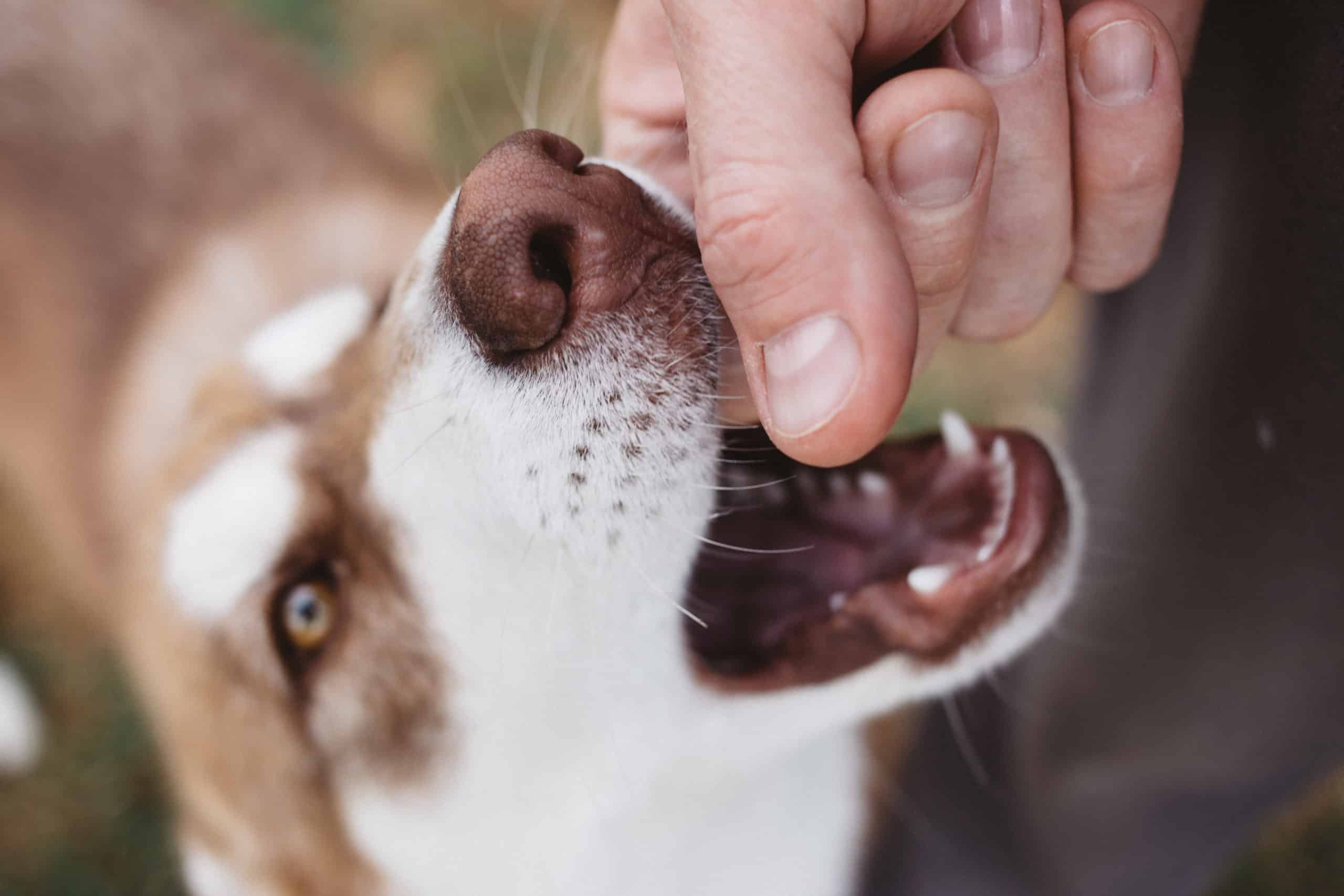 Beißhemmung - So trainiert man die Beißhemmung beim jungen Hund