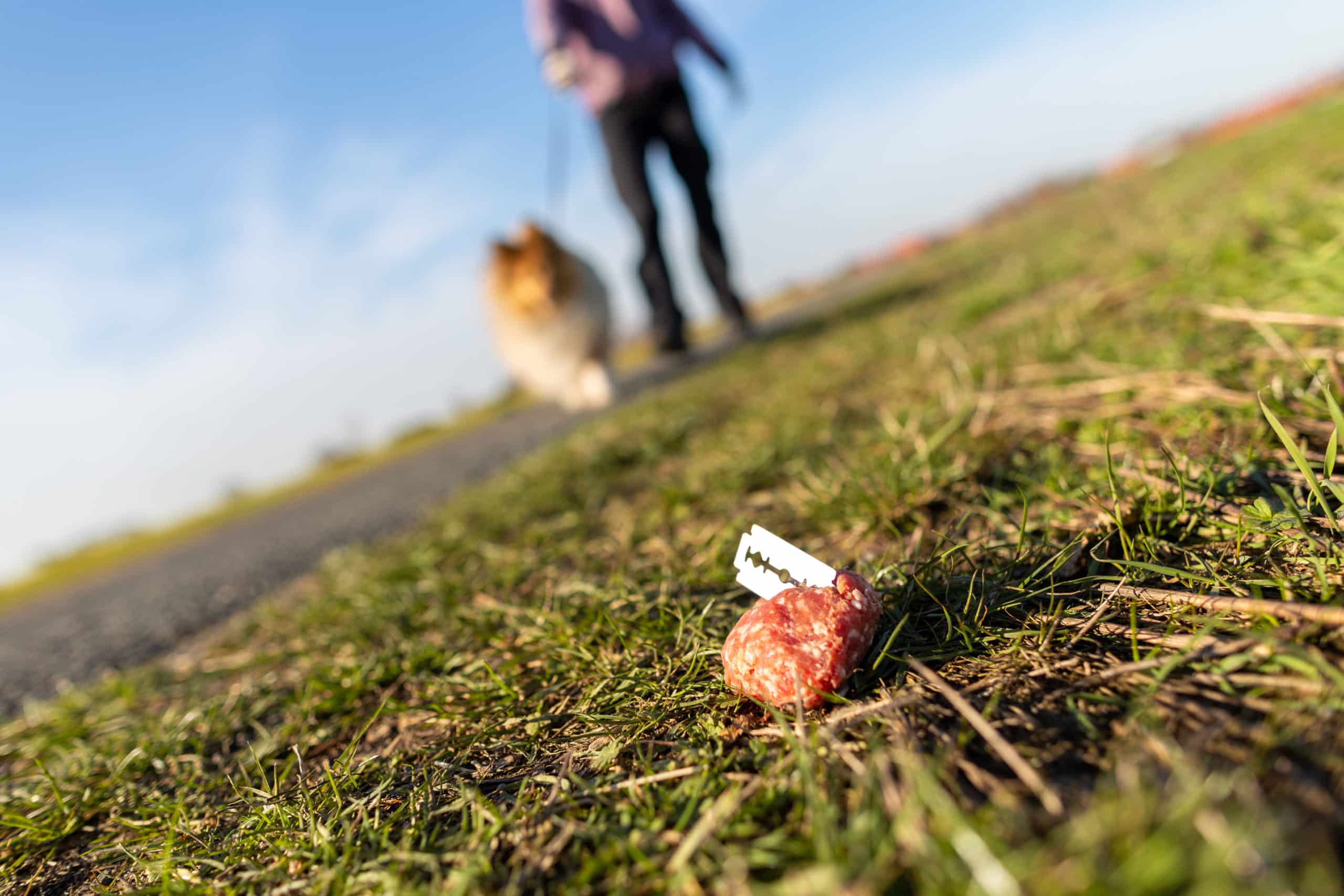 Anti-Giftköder-Training - Das sollte man beim Training beachten