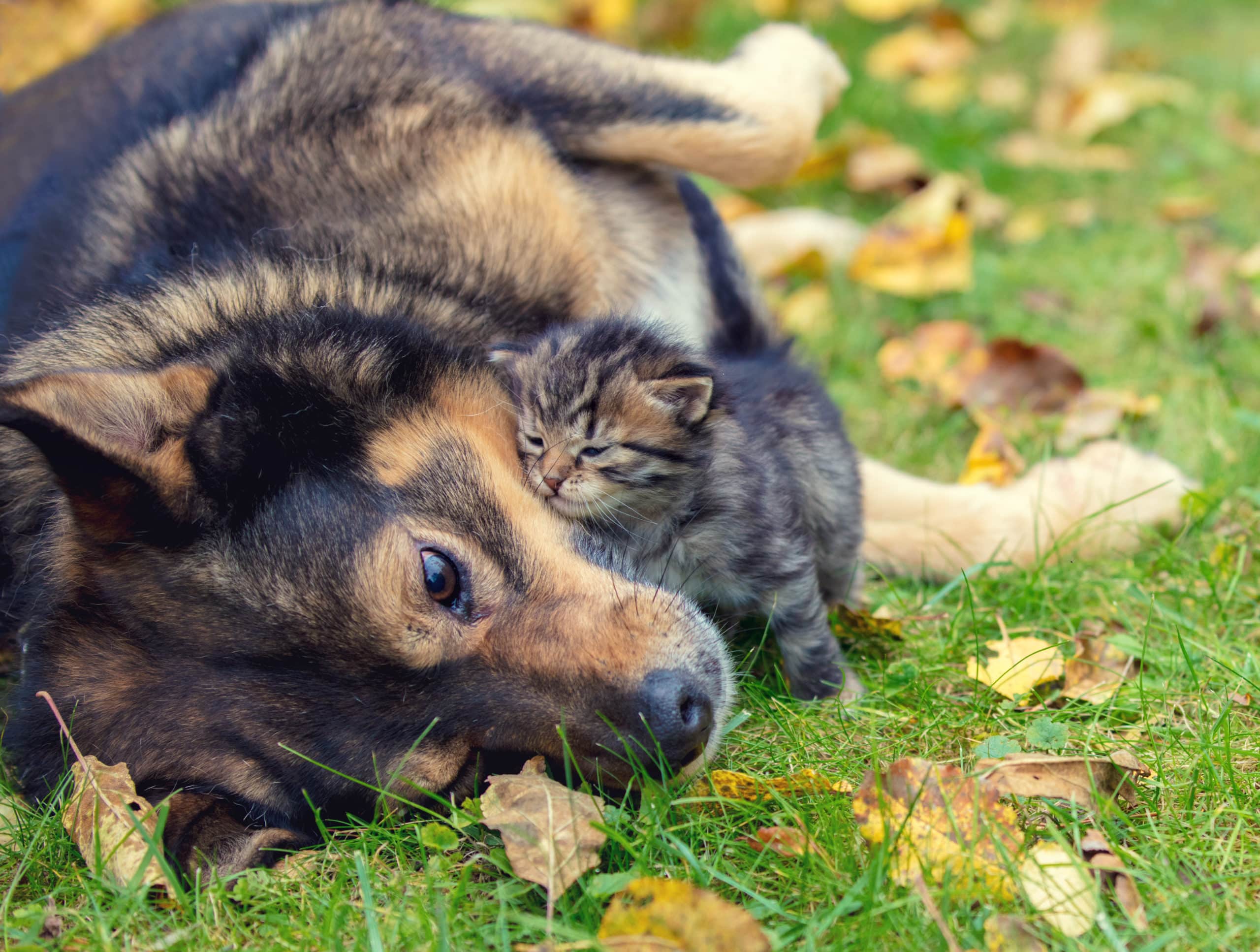 Haustiere aneinander gewöhnen - So vertragen sich Hund und Katze