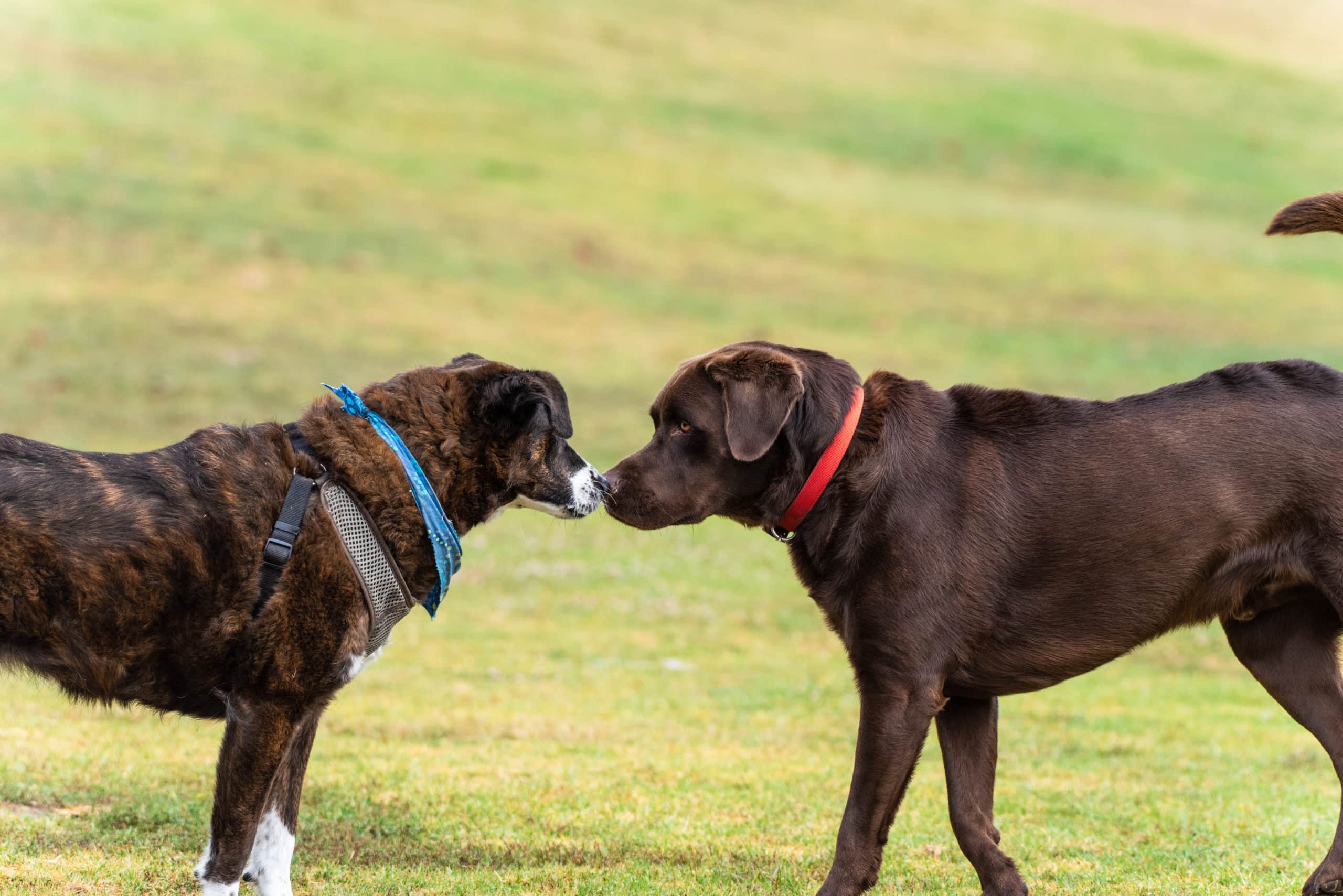 Begegnungstrainings-Kurs - So gelingt eine stressfreie Hundebegegnung