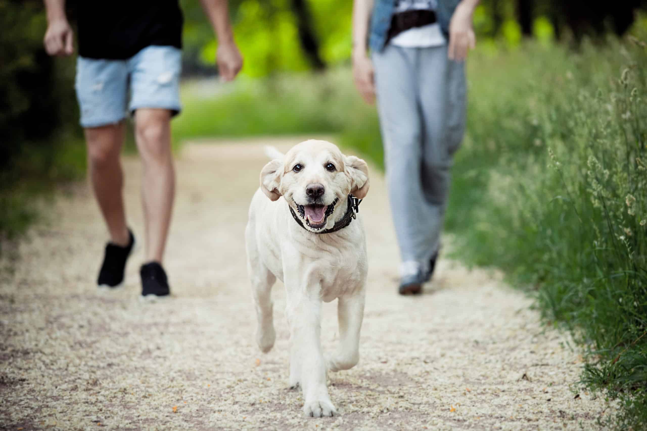 Gelungenen Hundespaziergänge - Diese Trainingsspiele gegen Langeweile beim Hundespaziergang