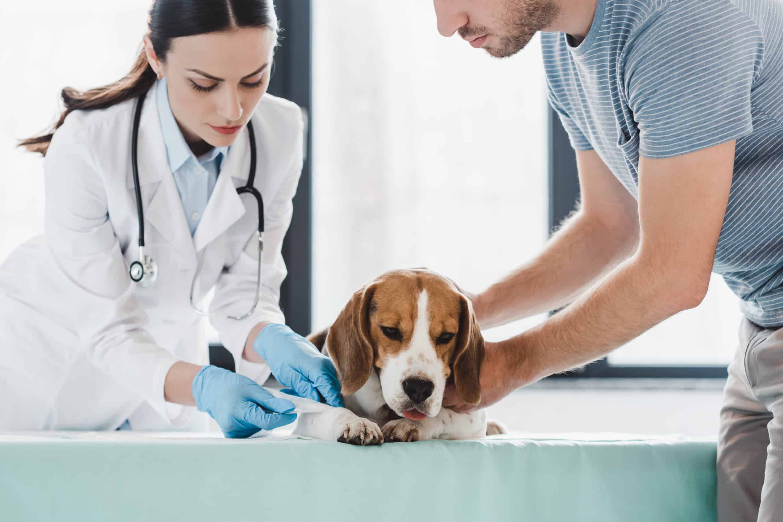 Medical Training-Kurs - So ist der Hund angstfrei beim Tierarzt