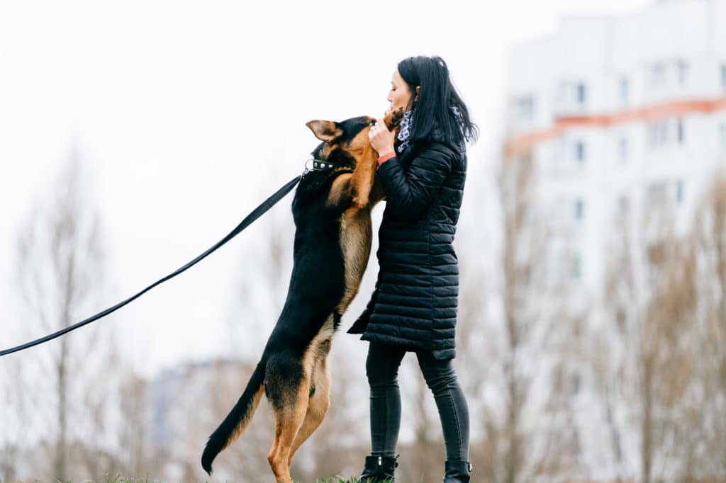 Anspringen abgewöhnen So trainiert man das Hochspringen beim Hund ab